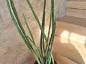 Kambarine gele"sansevjera cylindruca". - nuotraukos Nr. 3