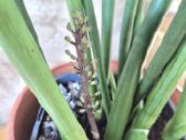 Kambarine gele"sansevjera cylindruca". - nuotraukos Nr. 4