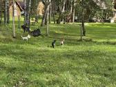 Parduodamos dvi olandų mini veislės ožkytės - nuotraukos Nr. 4