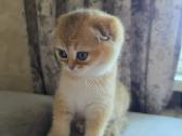 Berniukas Škotų nulėpausis - nuotraukos Nr. 3