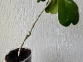 Hoya Kerrii - nuotraukos Nr. 2