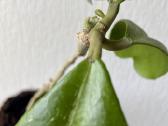 Hoya Kerrii - nuotraukos Nr. 3