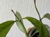 Hoya Publicalix - nuotraukos Nr. 2