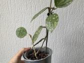 Hoya Acuta Epc-997 - nuotraukos Nr. 2