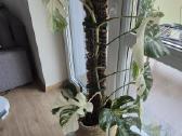 Monsteros, Philodendron, lyrata, epipremnum. - nuotraukos Nr. 2