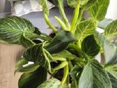 Monsteros, Philodendron, lyrata, epipremnum. - nuotraukos Nr. 3