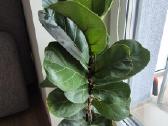 Monsteros, Philodendron, lyrata, epipremnum. - nuotraukos Nr. 4