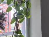 Monsteros, Philodendron, lyrata, epipremnum. - nuotraukos Nr. 5