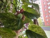 Monsteros, Philodendron, lyrata, epipremnum. - nuotraukos Nr. 6