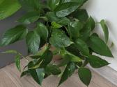 Epipremnum aureum - nuotraukos Nr. 2