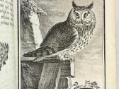 B. de Seve "Paukščių istorija" (1770-1785) - nuotraukos Nr. 7