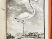 B. de Seve "Paukščių istorija" (1770-1785) - nuotraukos Nr. 10