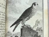 B. de Seve "Paukščių istorija" (1770-1785) - nuotraukos Nr. 18