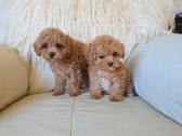 Maltipoo kalytės - nuotraukos Nr. 2
