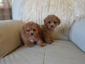 Maltipoo kalytės - nuotraukos Nr. 3