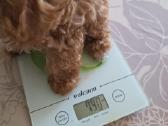 Maltipoo kalytės - nuotraukos Nr. 4