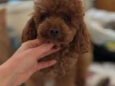 Maltipoo kalytės - nuotraukos Nr. 5
