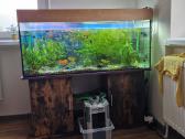 Parduodu 240 litrų akvariumą - nuotraukos Nr. 2