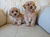 Maltipoo patinėliai - nuotraukos Nr. 2