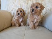 Maltipoo patinėliai - nuotraukos Nr. 3