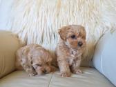Maltipoo patinėliai - nuotraukos Nr. 4