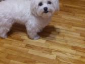 Maltipoo patinėliai - nuotraukos Nr. 5