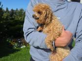 Maltipoo kalytės - nuotraukos Nr. 6