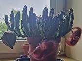 Parduodu kambarinę gėlę Stapeliją - nuotraukos Nr. 2