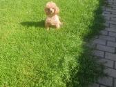 Maltipoo kalytės - nuotraukos Nr. 7