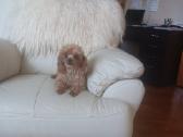 Maltipoo kalytės - nuotraukos Nr. 8