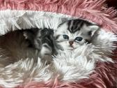 Britų trumpaplaukiai kačiukai – Brown Tabby ir Sil - nuotraukos Nr. 2