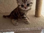Britų trumpaplaukiai kačiukai – Brown Tabby ir Sil - nuotraukos Nr. 3