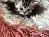 Britų trumpaplaukiai kačiukai – Brown Tabby ir Sil - nuotraukos Nr. 4