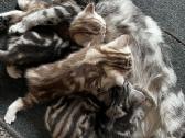 Britų trumpaplaukiai kačiukai – Brown Tabby ir Sil - nuotraukos Nr. 5
