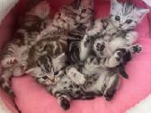 Britų trumpaplaukiai kačiukai – Brown Tabby ir Sil - nuotraukos Nr. 6