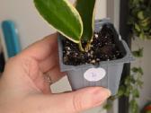 Hoya australis albomarginata - nuotraukos Nr. 2