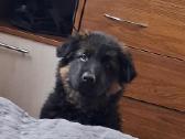 Miela ,draugišja 2.5 mėn kalytė - nuotraukos Nr. 2