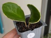 Hoya australis albomarginata - nuotraukos Nr. 3