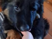 Miela ,draugišja 2.5 mėn kalytė - nuotraukos Nr. 3