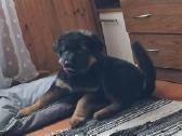 Miela ,draugišja 2.5 mėn kalytė - nuotraukos Nr. 4