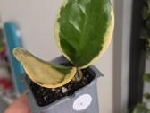Hoya australis albomarginata - nuotraukos Nr. 4