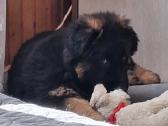 Miela ,draugišja 2.5 mėn kalytė - nuotraukos Nr. 5