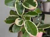 Hoya australis albomarginata - nuotraukos Nr. 5