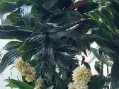 Dracena - nuotraukos Nr. 2
