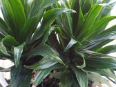 Dracena - nuotraukos Nr. 3