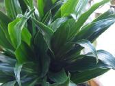 Dracena - nuotraukos Nr. 4