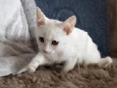 Maža katytė Zuzi ieško namų - nuotraukos Nr. 4