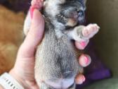 Parduodu Shiba Inu (mergaitė rezervuota) - nuotraukos Nr. 2