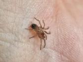 Tarantulai Lasiocyano sazimai, L1-l2 - nuotraukos Nr. 2