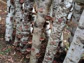 Shiitake grybai - nuotraukos Nr. 2